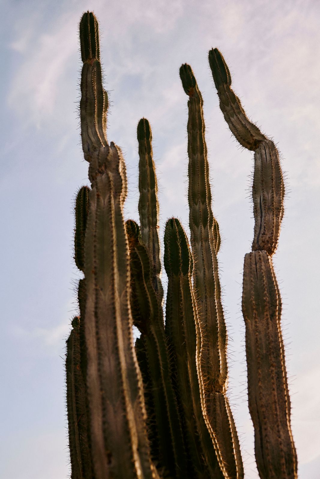 Tall ribbed cacti reaching toward a soft sky in golden hour light.
