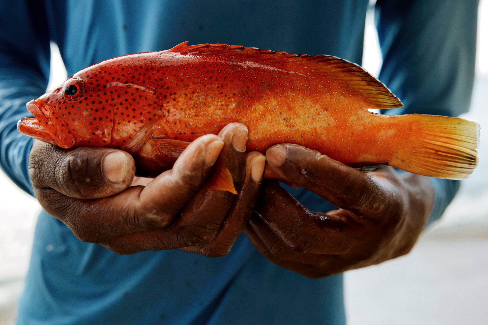 Close-up of hands holding a vibrant orange spotted grouper fresh from the ocean.