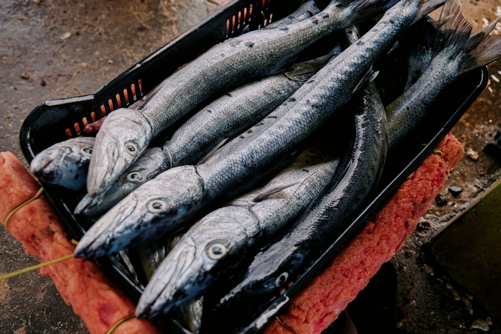 Silvery barracuda resting in a black plastic crate at a fish market.