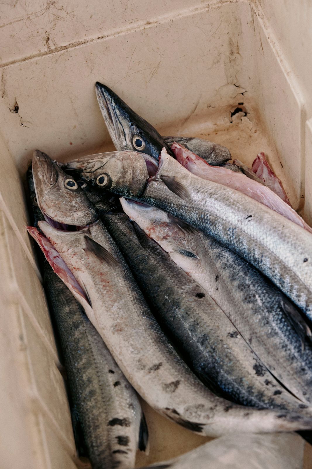 Pile of fresh barracuda resting inside a tan plastic bin.