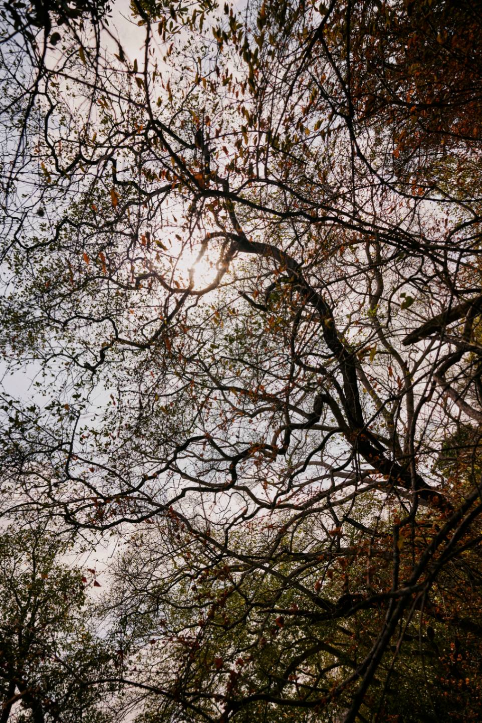 Dense canopy of dark winding tree branches reaching upward toward the sun.