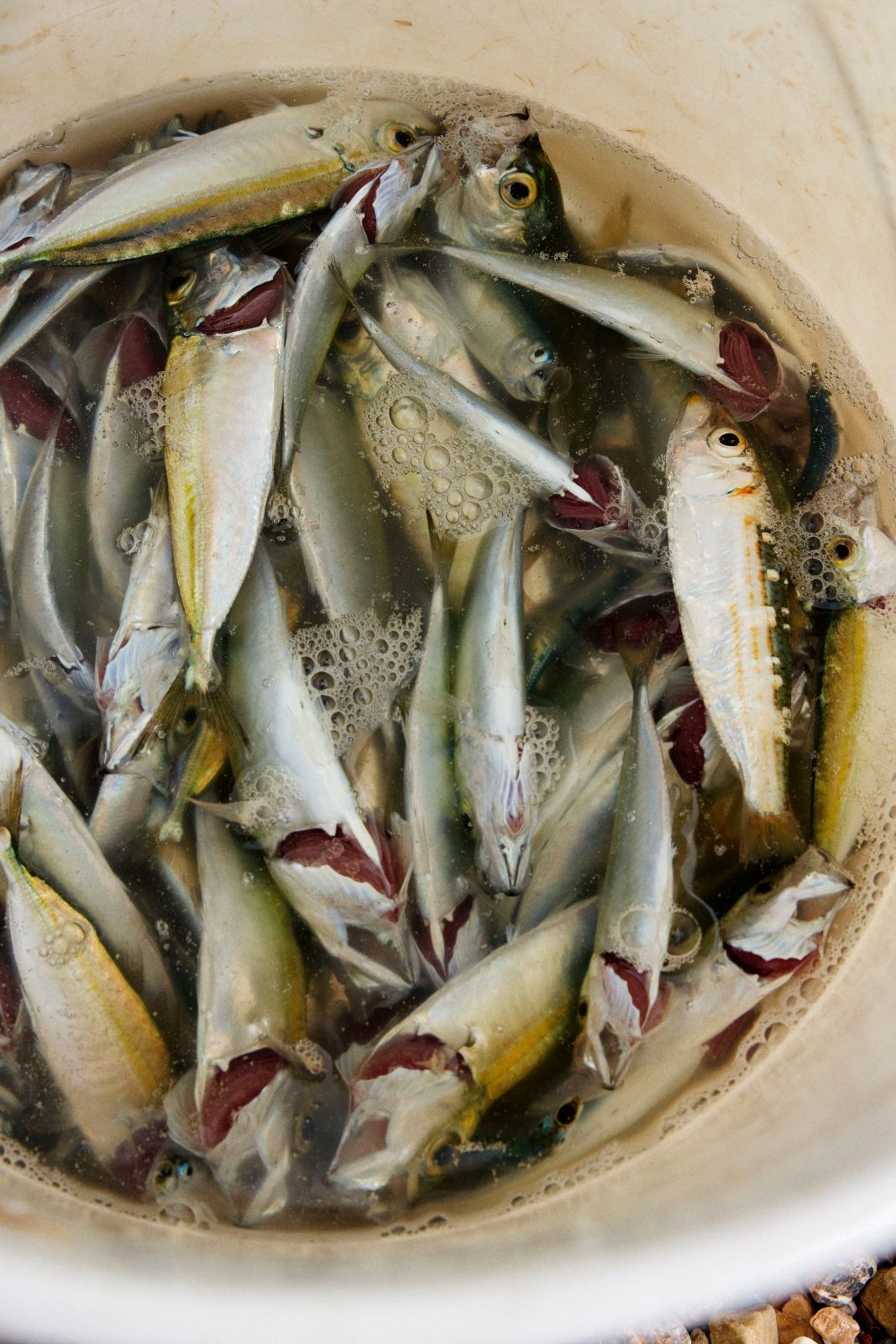 Small silvery fish floating in bubbles inside a white plastic bucket.
