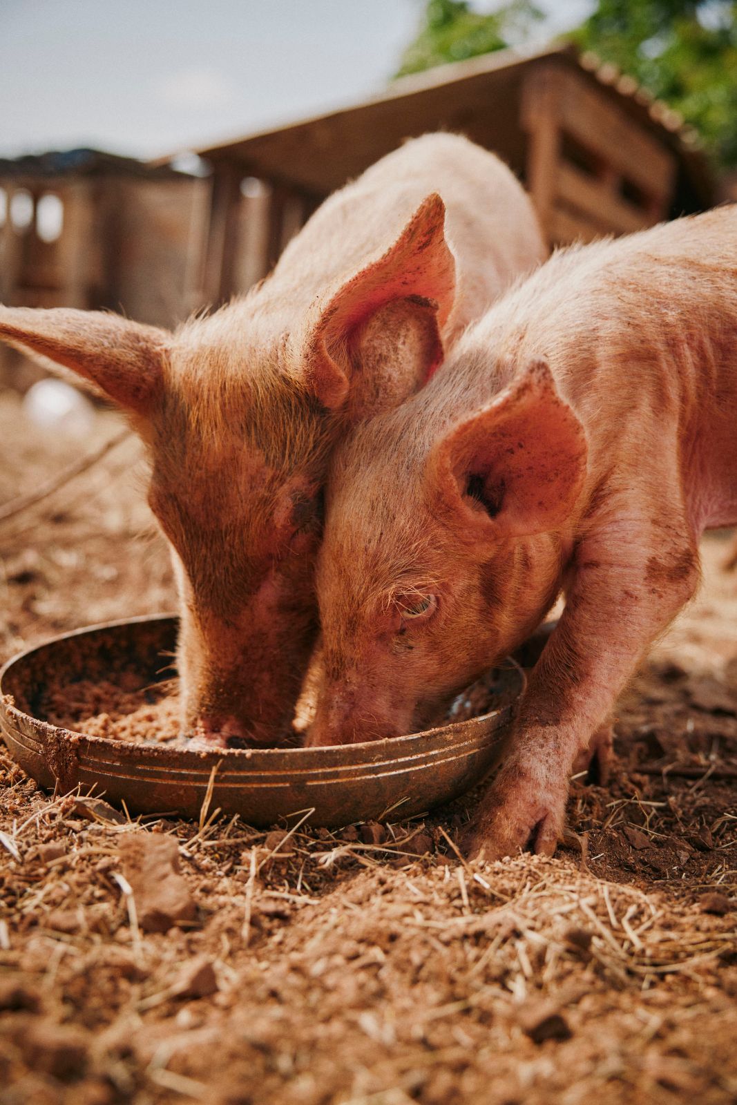 Two dusty pink piglets eating from a metal bowl on the farm.