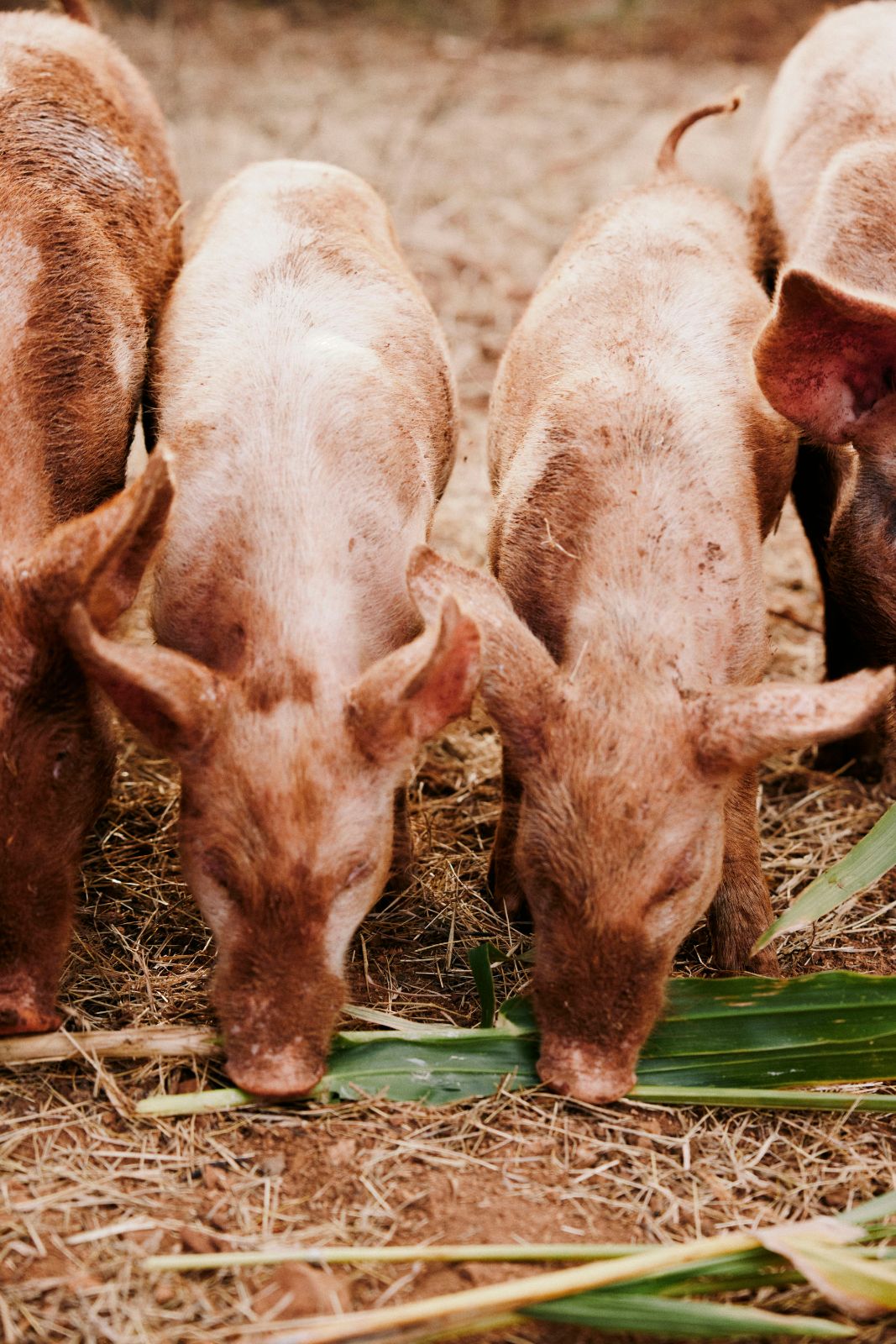 Dusty pink piglets foraging together in straw under soft natural light.