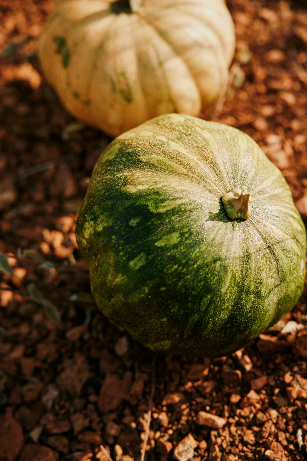 Green and yellow pumpkins resting on rocky reddish soil in warm sunlight.