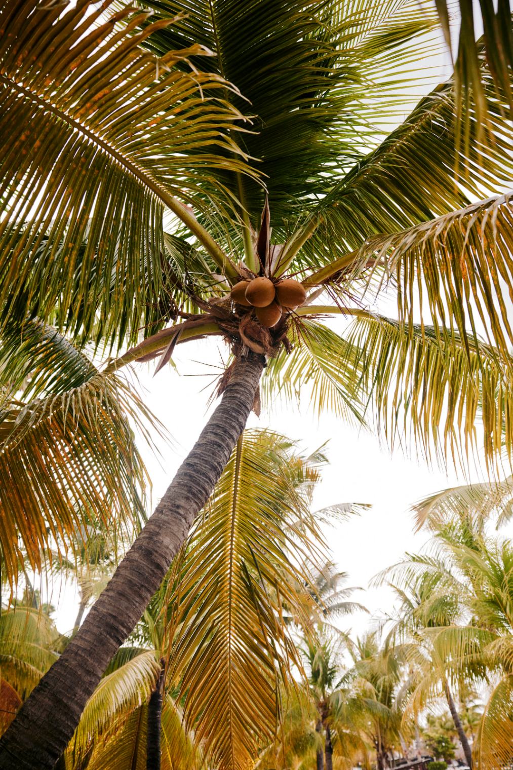 Tall coconut palm tree fronds reaching toward an overcast tropical sky.
