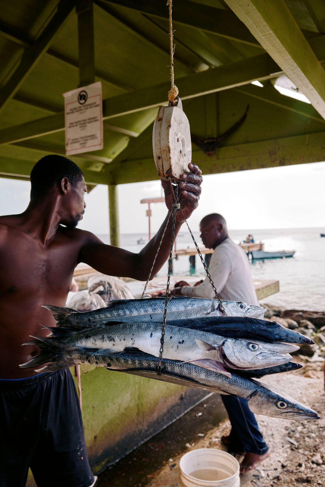 Shirtless man weighing large fish on a hanging scale at the seaside.