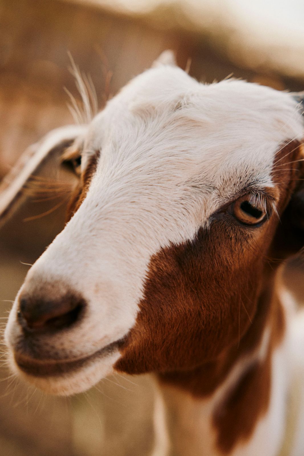 Close-up face of a brown and white goat in soft natural daylight.