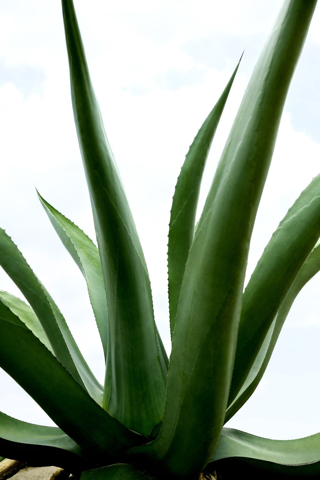 Thick, architectural spears of a maguey plant reaching upward against a stark white horizon.