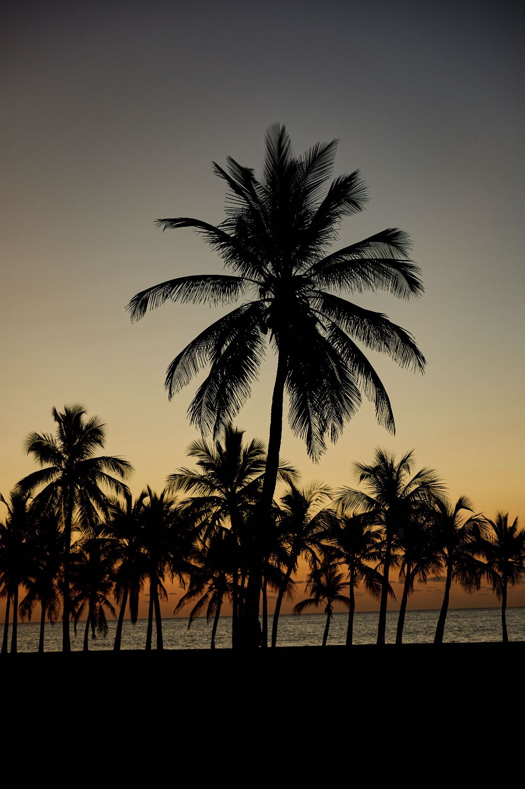 Tall tropical palm trees form dark silhouettes against a striking sunrise over the ocean.