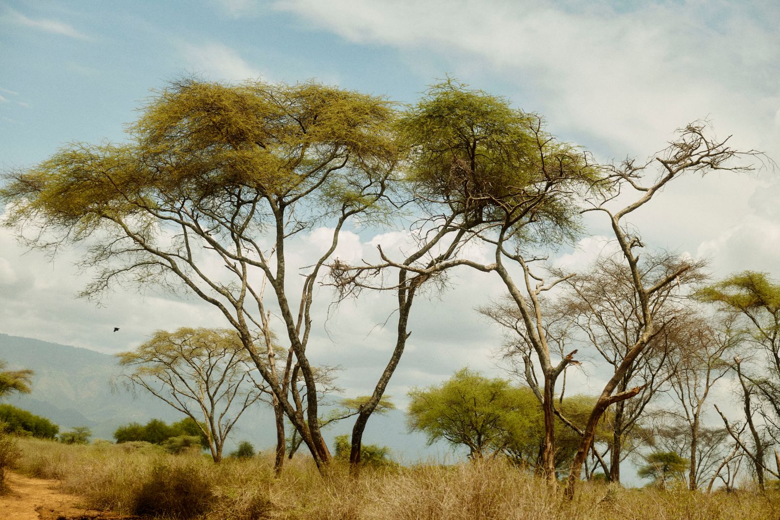 Acacia trees standing tall against the changing sky.