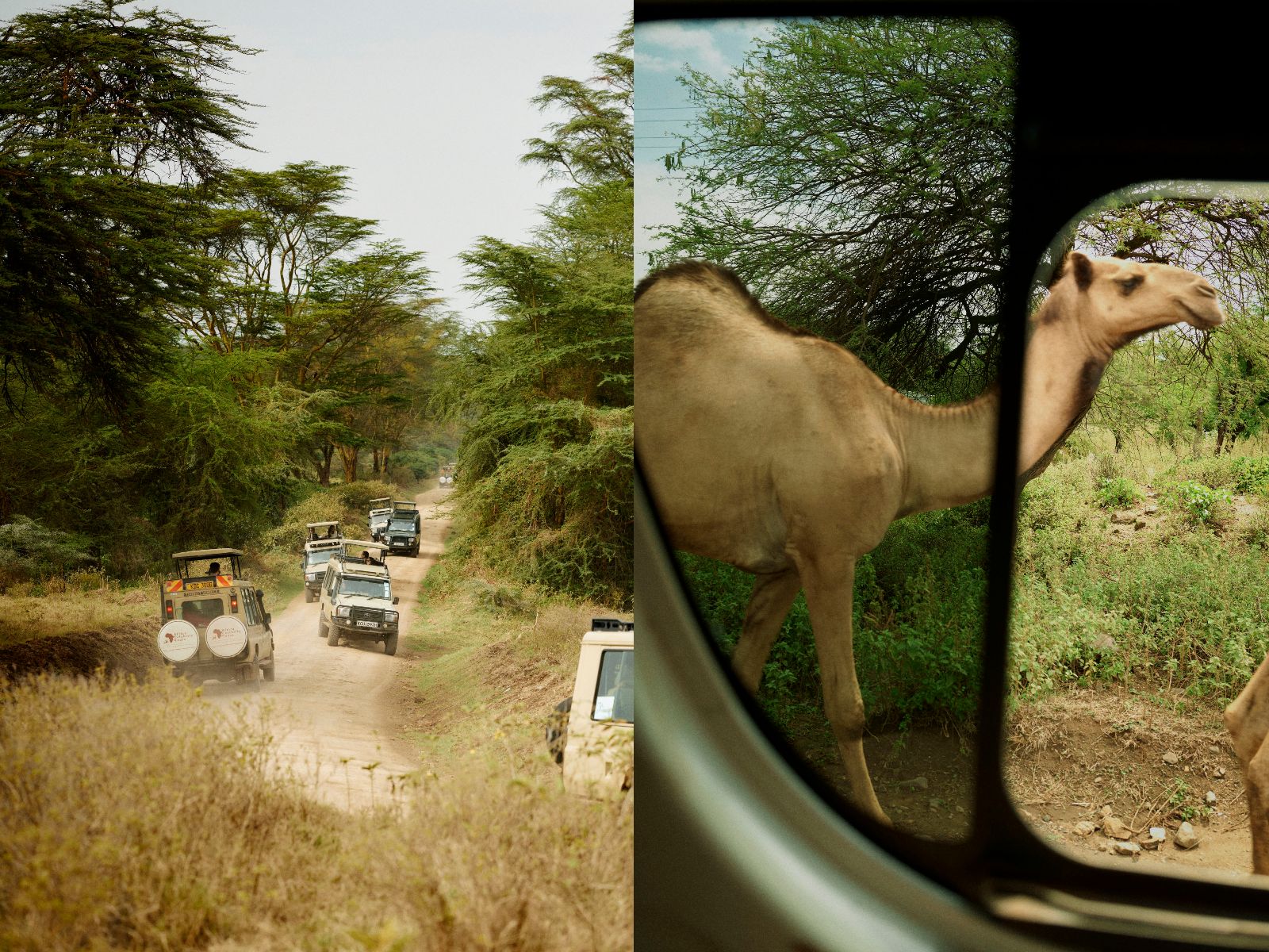 Watching a passing camel directly through the car window.
