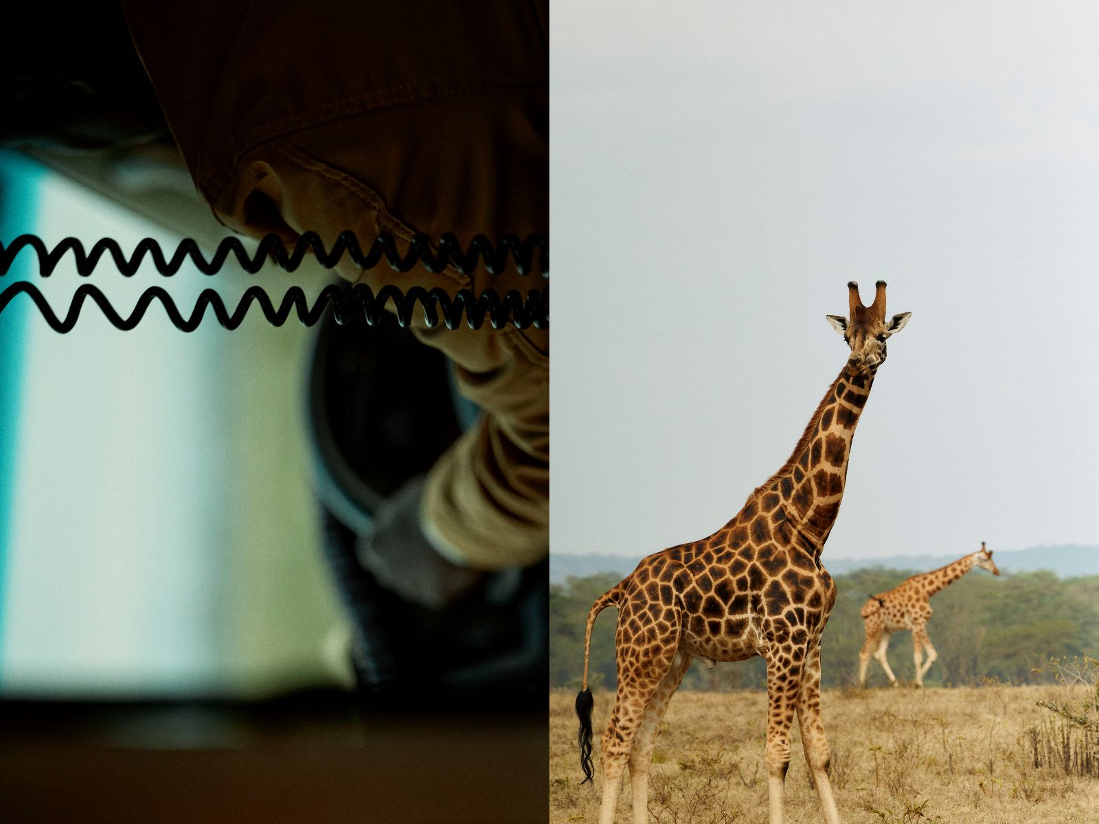 A giraffe dwarfing the framed interior of our windows.