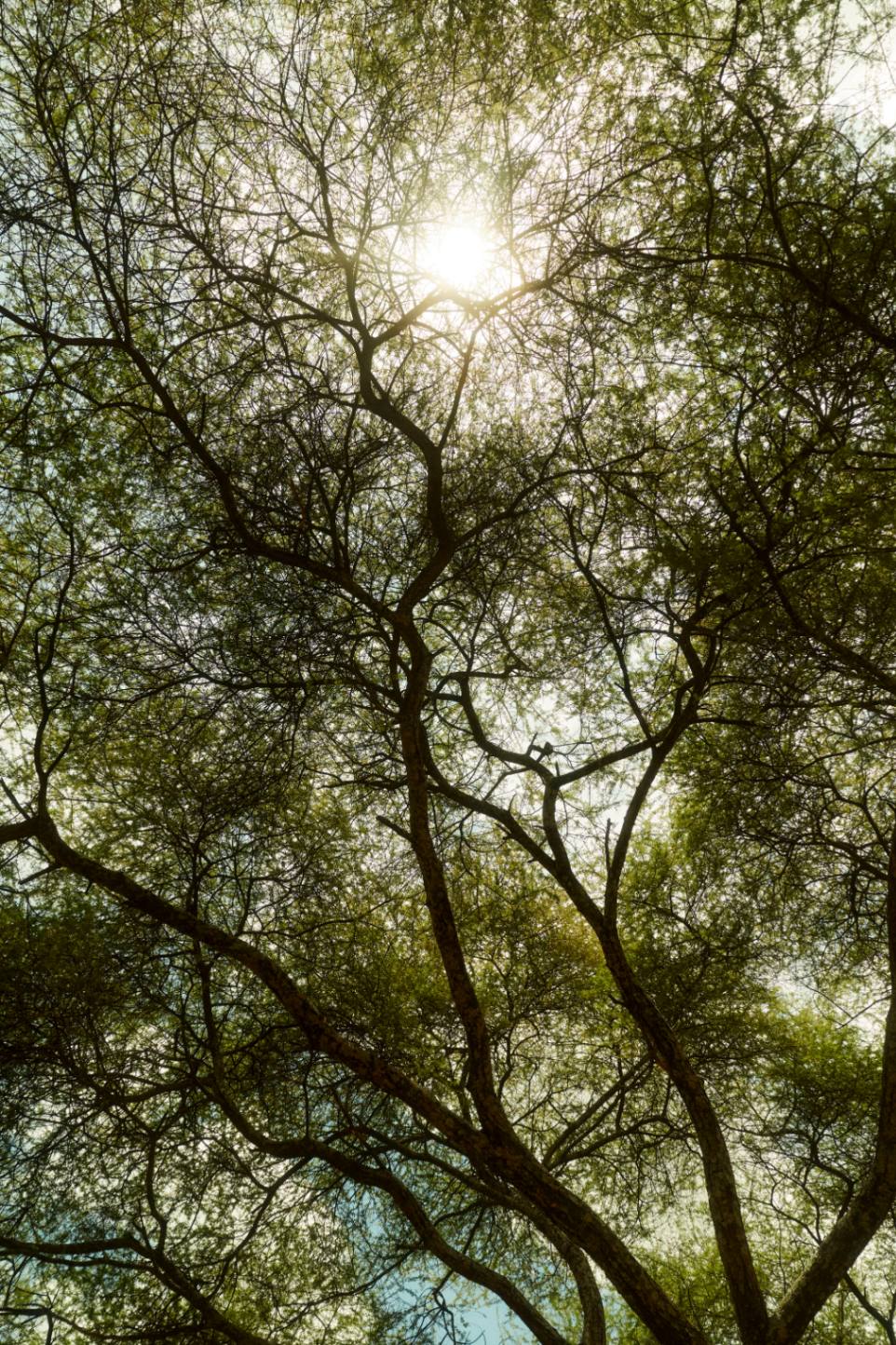 The sun fracturing through the intense canopy overhead.