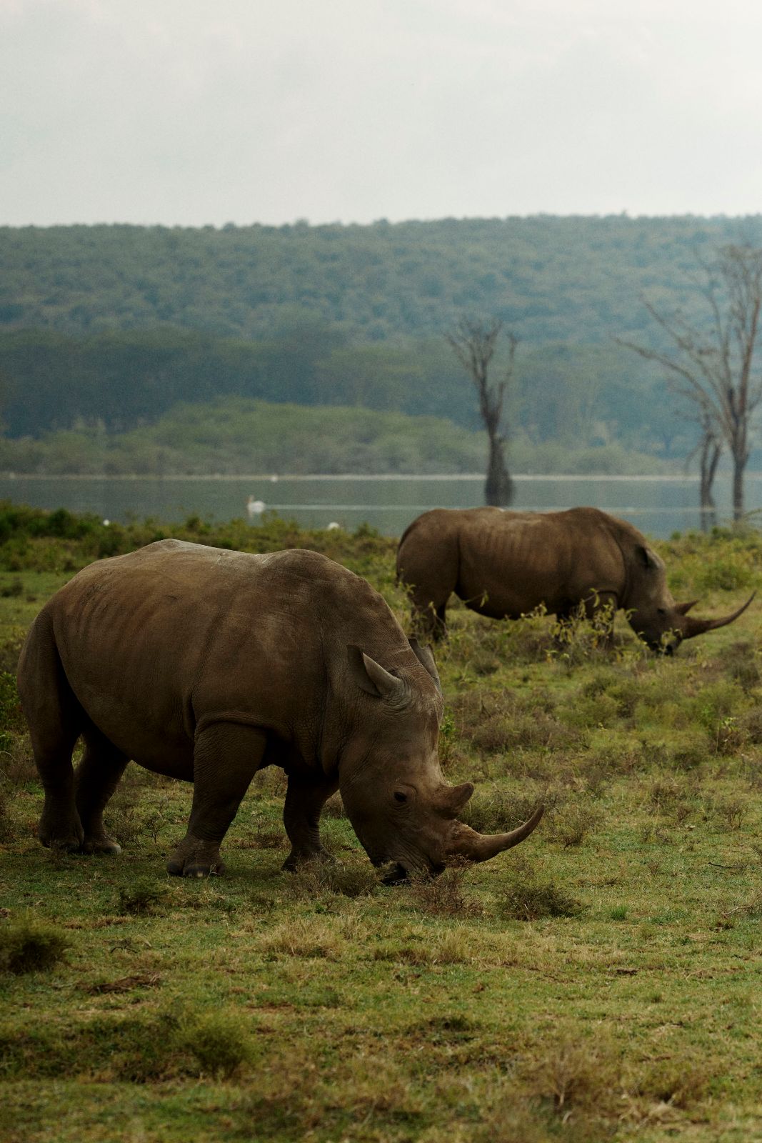 Rhinos moving like ancient boulders across the plains.