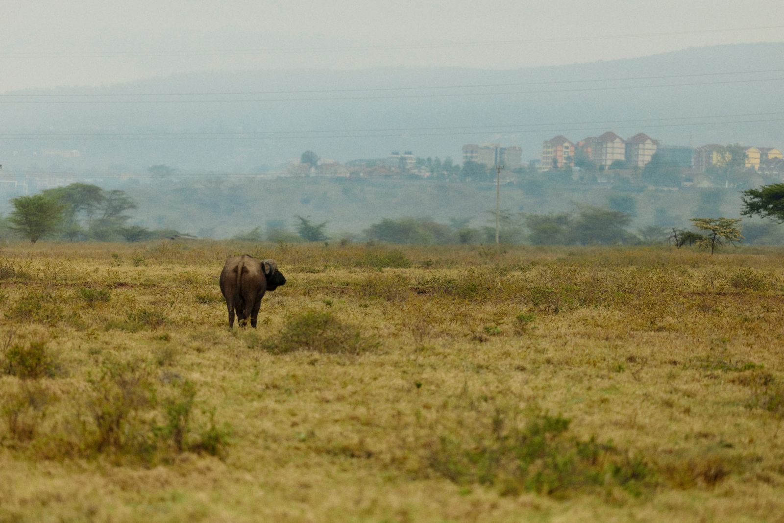 A lone buffalo walking away through the dry grass.
