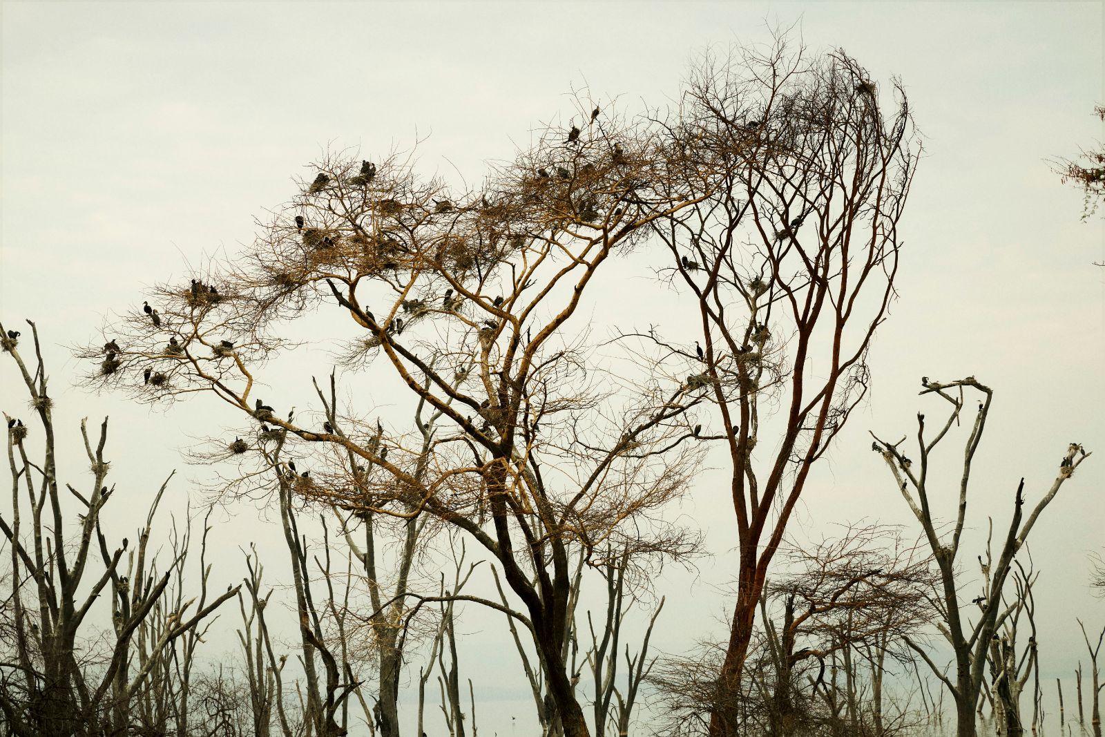 A barren tree suddenly alive with resting silhouetted birds.
