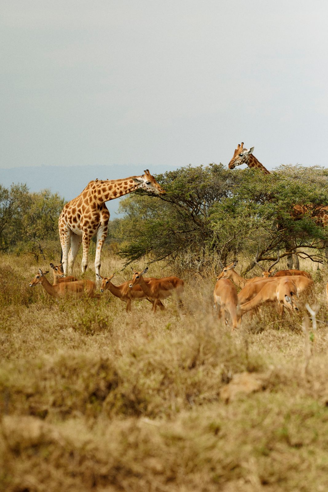 Giraffes and impalas congregating beautifully at the treeline.