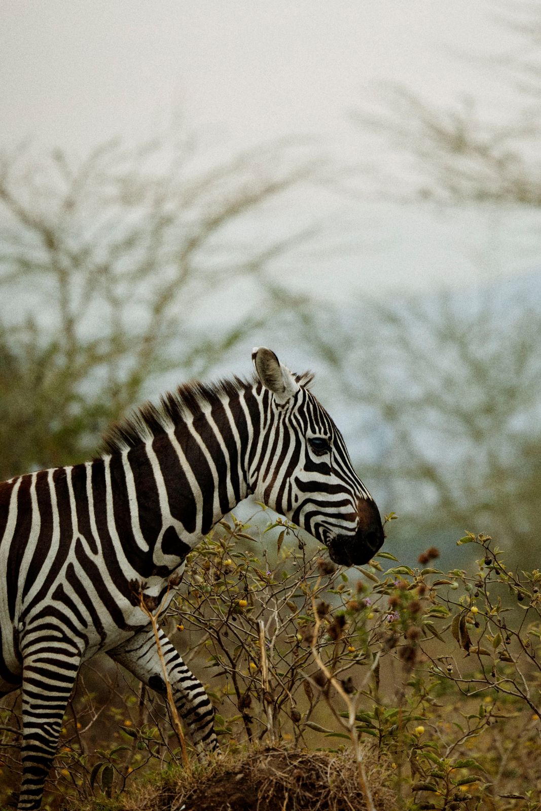 A zebra chewing amidst the sharp thorn scrub.