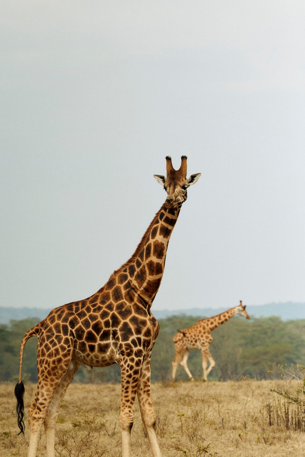 A towering subject locking eyes with the lens.