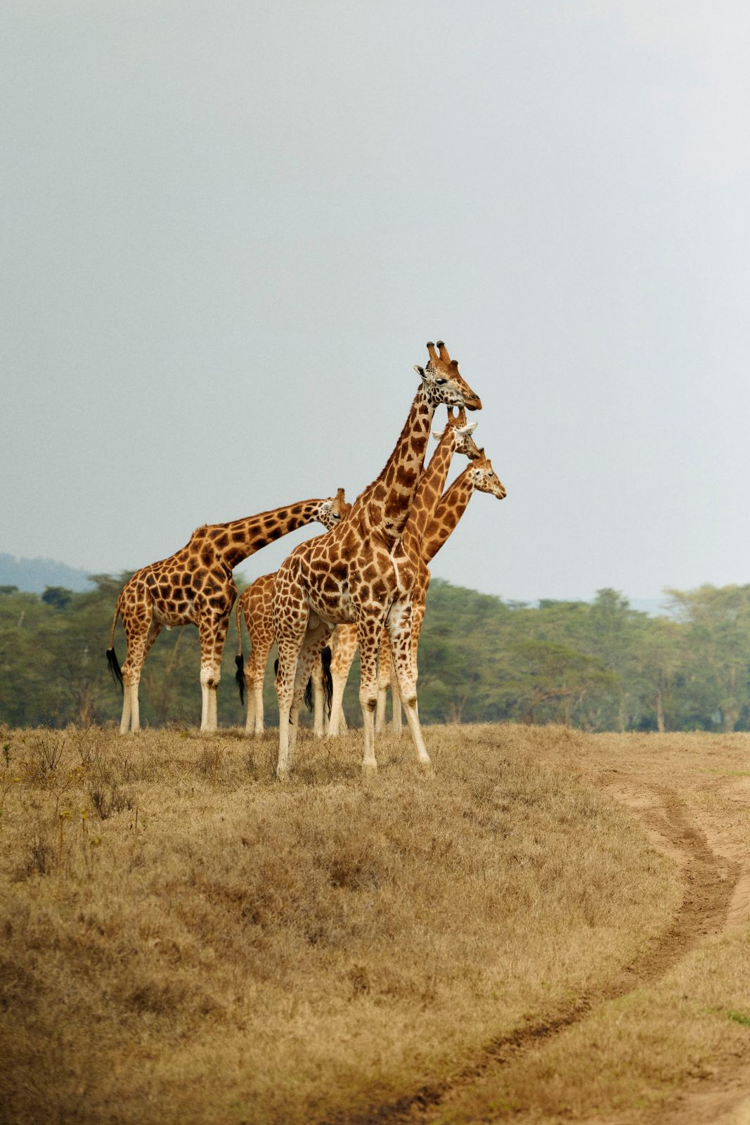 A cluster gathering under the vast African sky.