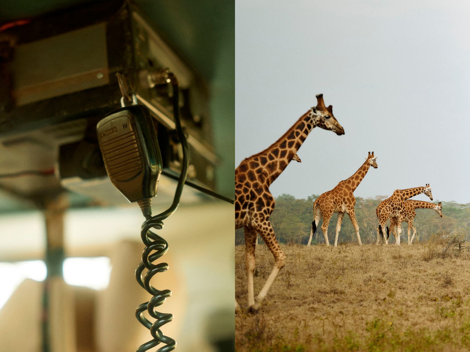 Contrasting the mechanical radio with the organic savanna.