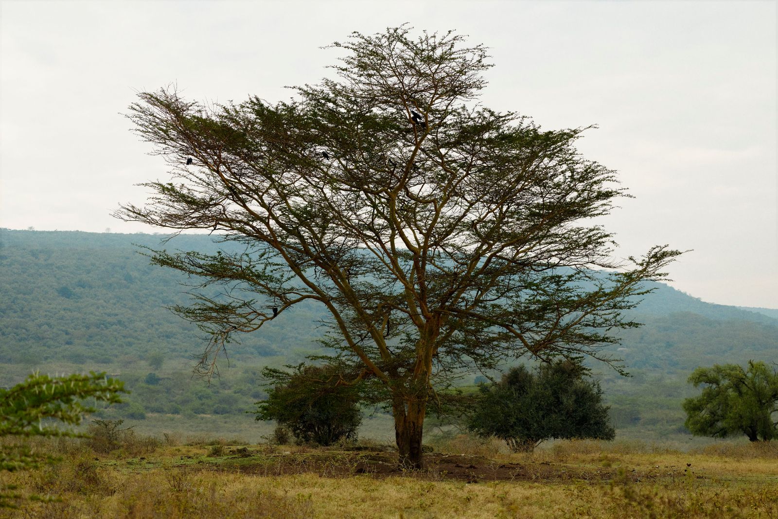 A massive acacia tree anchoring the landscape.