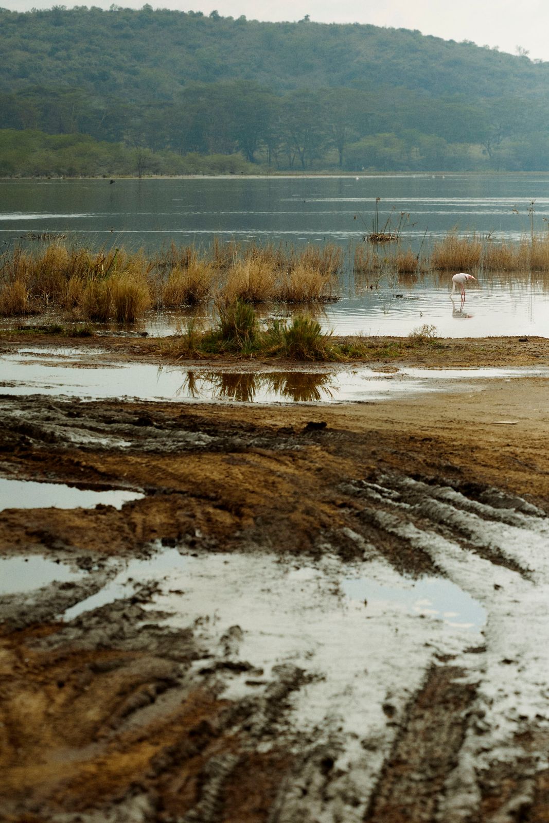 A single flamingo stepping carefully through the flooded ruts.