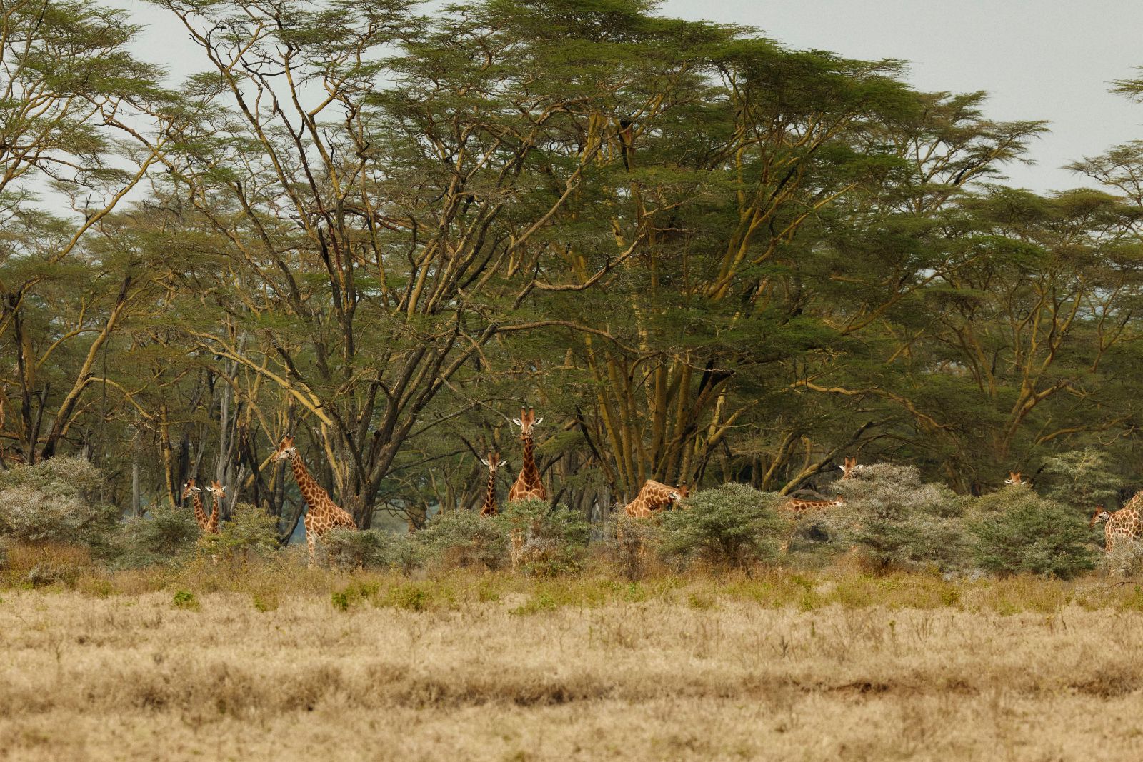 Giraffes hidden within the thick green acacia brush.