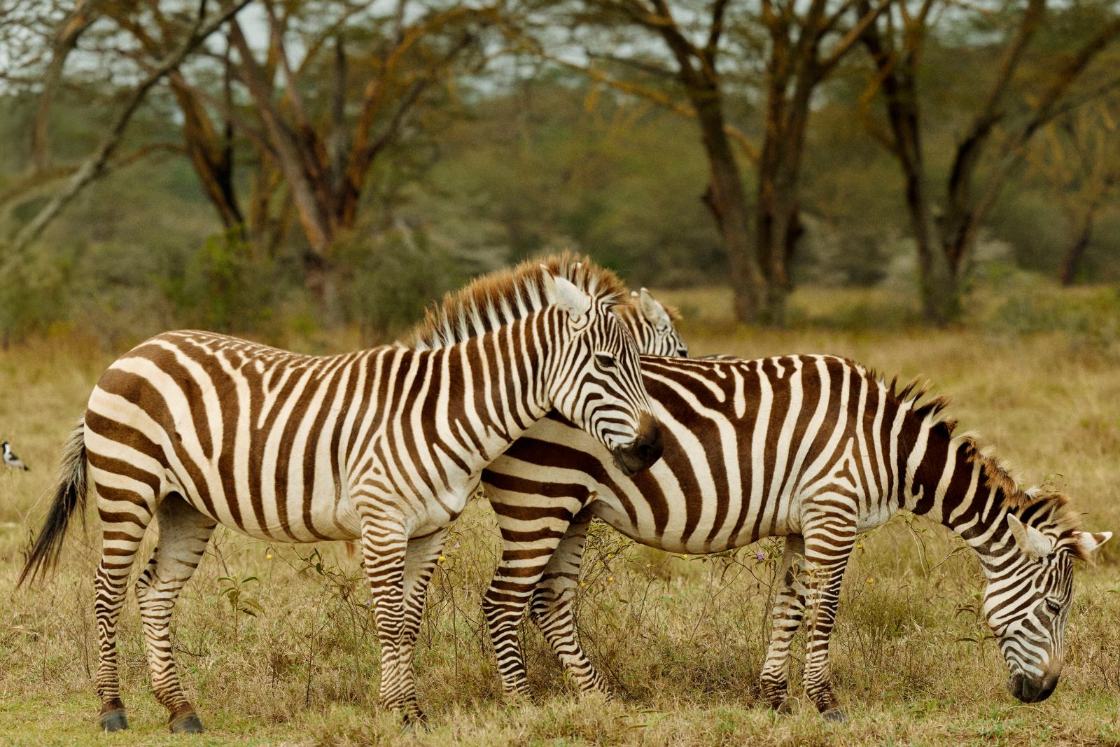 A pair of zebras grazing in absolute symmetry.